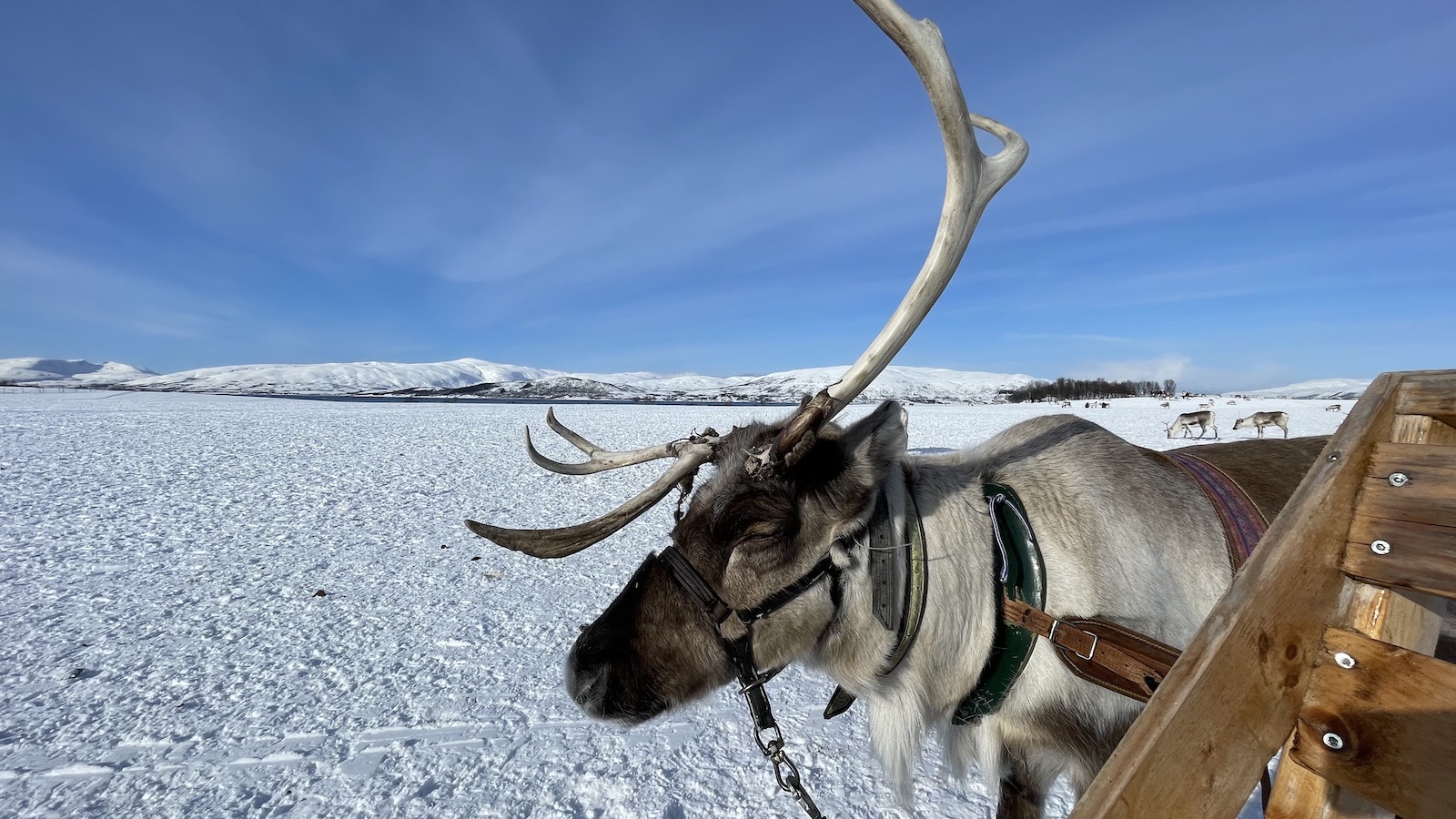 Reindeer Getting Ready to Push Sleigh