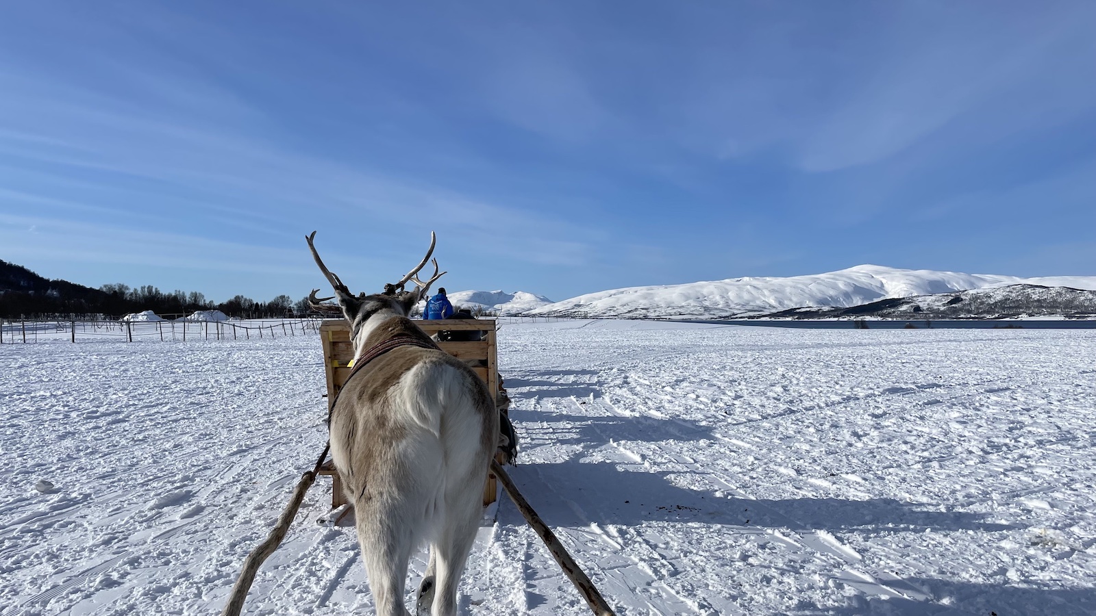 Reindeer Pulling Sleighs in Tromso