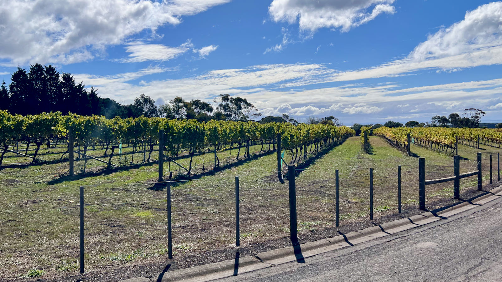 best winery bellarine peninsula