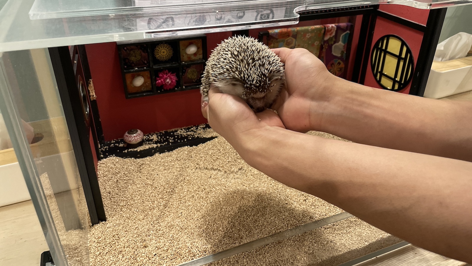 Virgin Australia Tokyo Cafe Hold Hedgehog in Hands