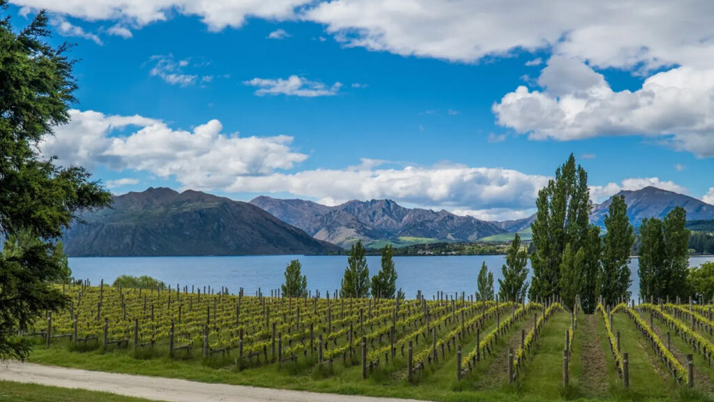 Winery in Marlborough, New Zealand