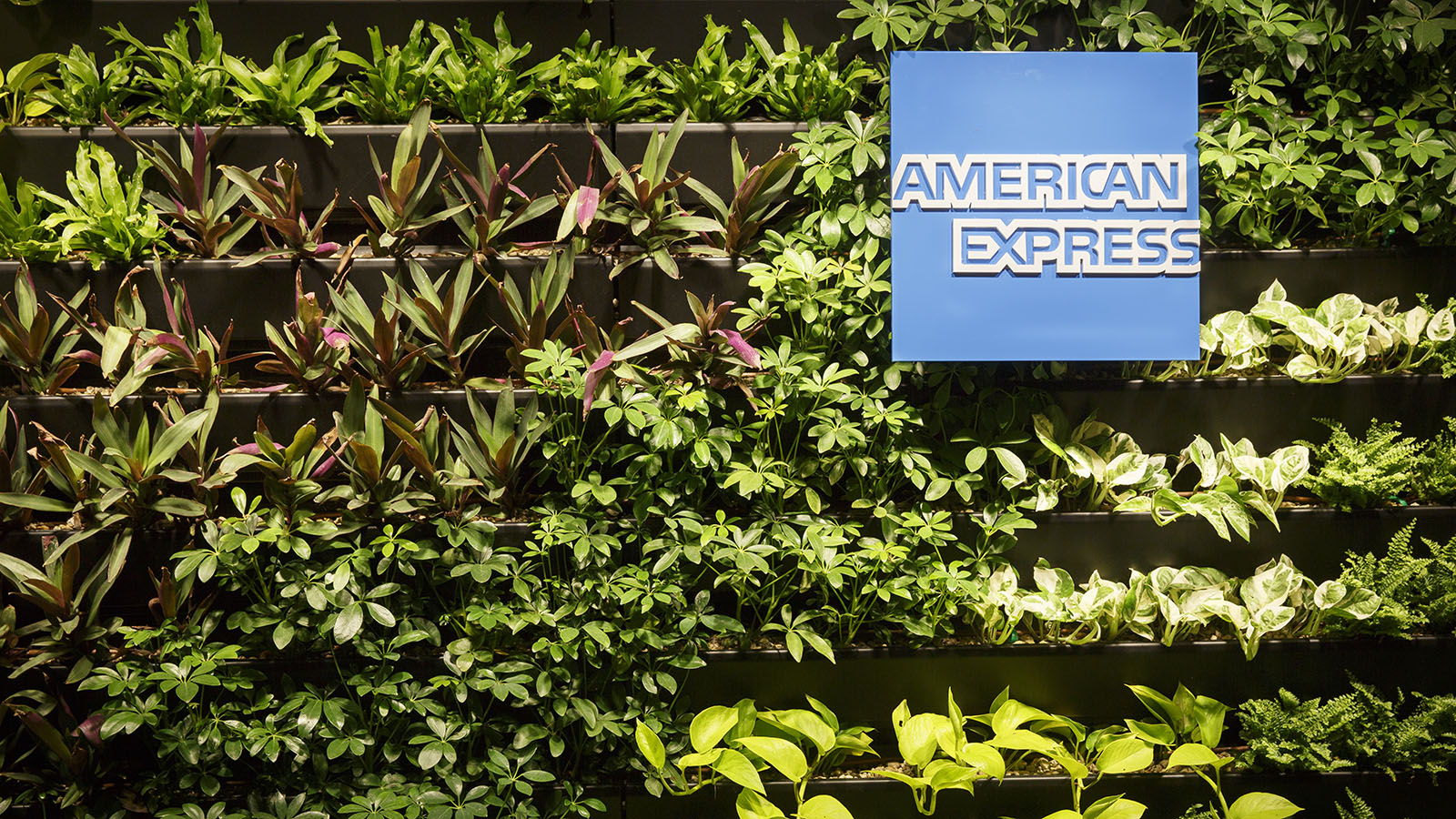 Green wall at the American Express Centurion Lounge, Melbourne