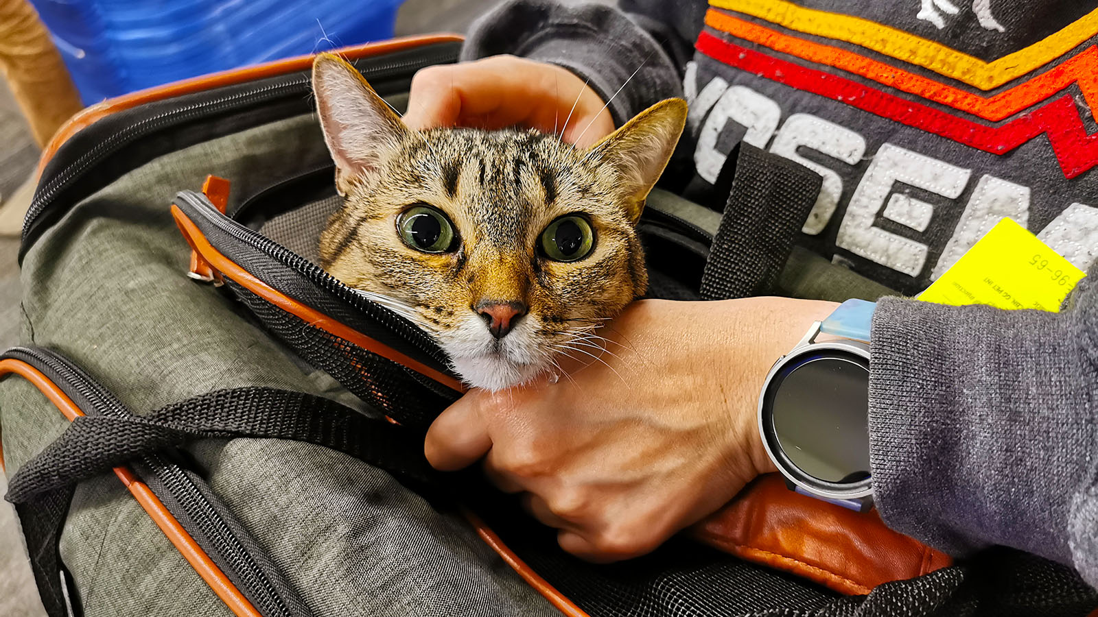 Cat on a United Airlines flight
