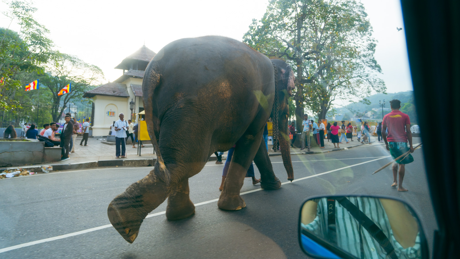 Elephant in Kandy, Sri Lanka