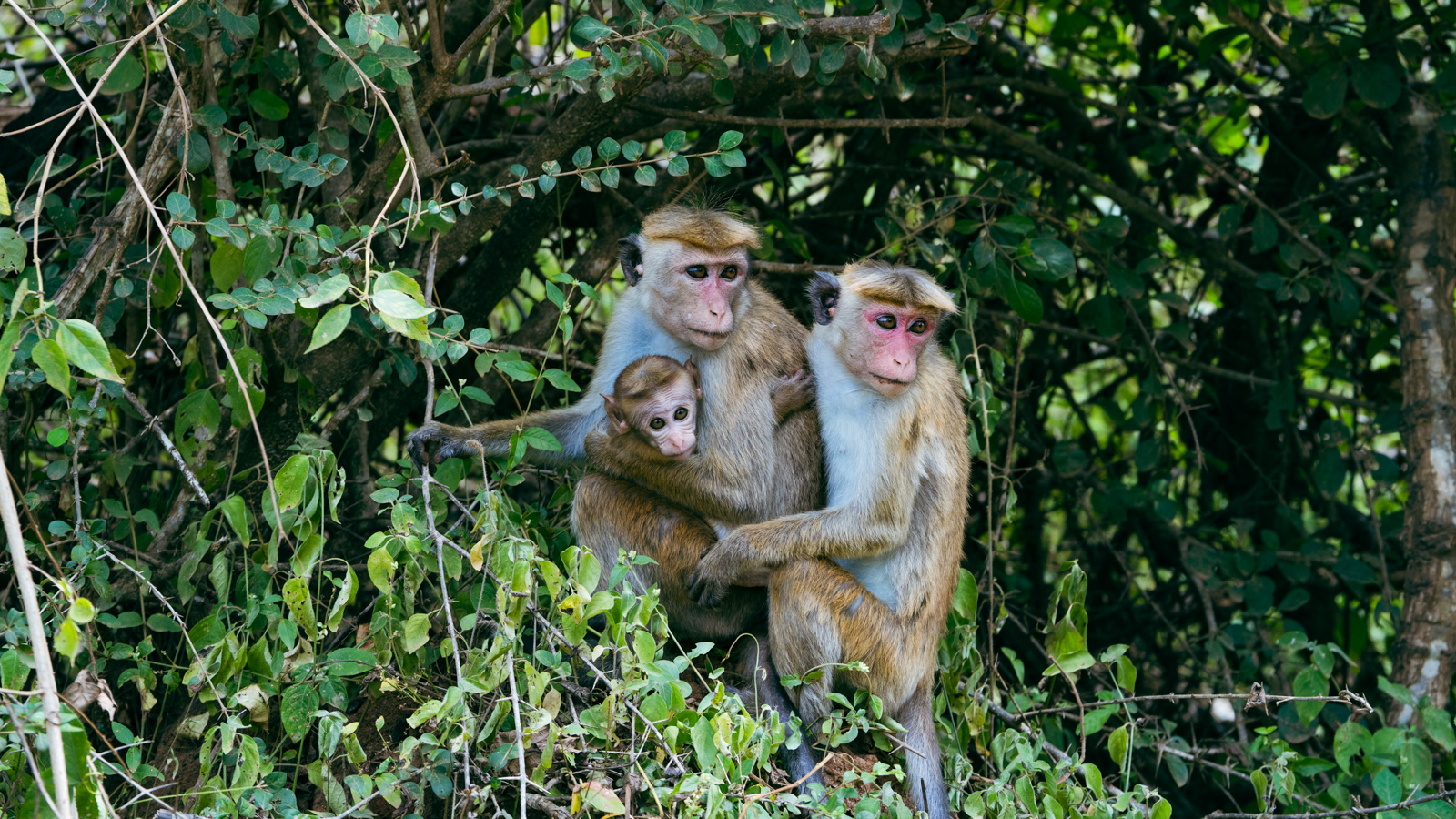Monkeys in Yala National Park