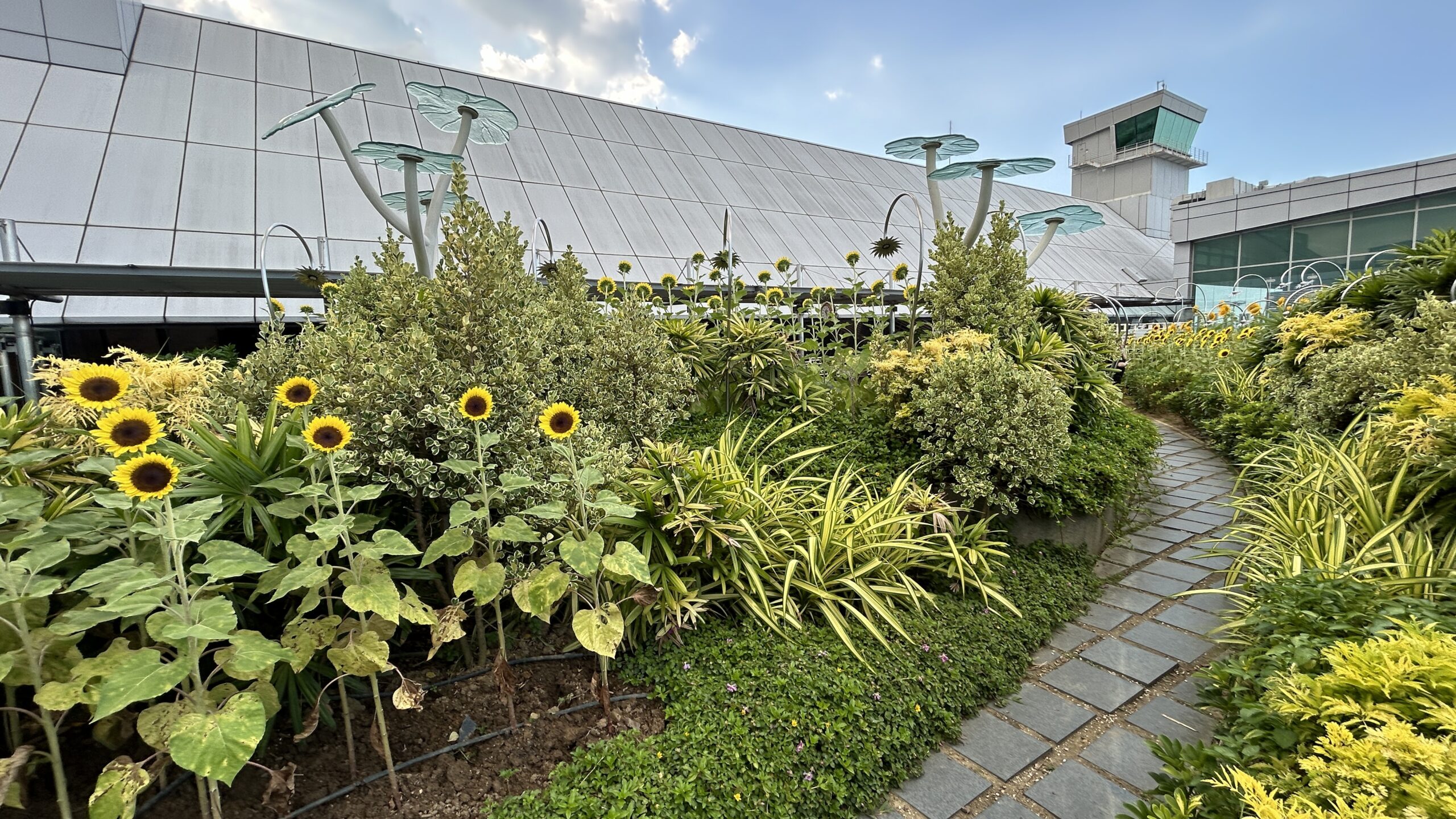 Changi Airport Sunflower Garden Pathway Point Hacks by Daniel Sciberras