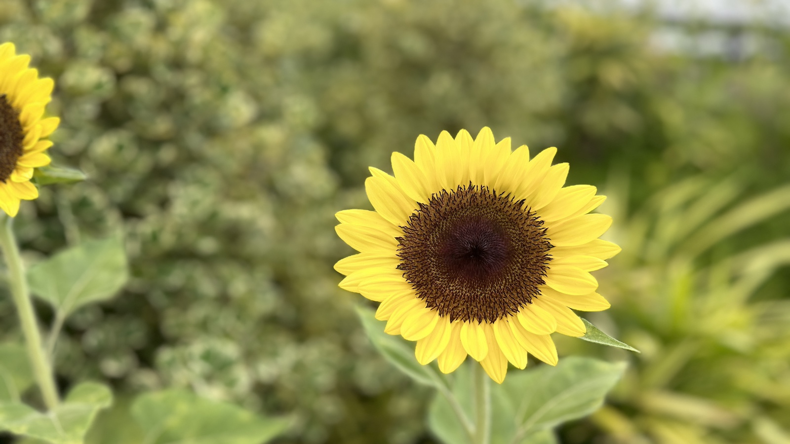 Changi Airport Sunflower Garden Closeup Point Hacks by Daniel Sciberras