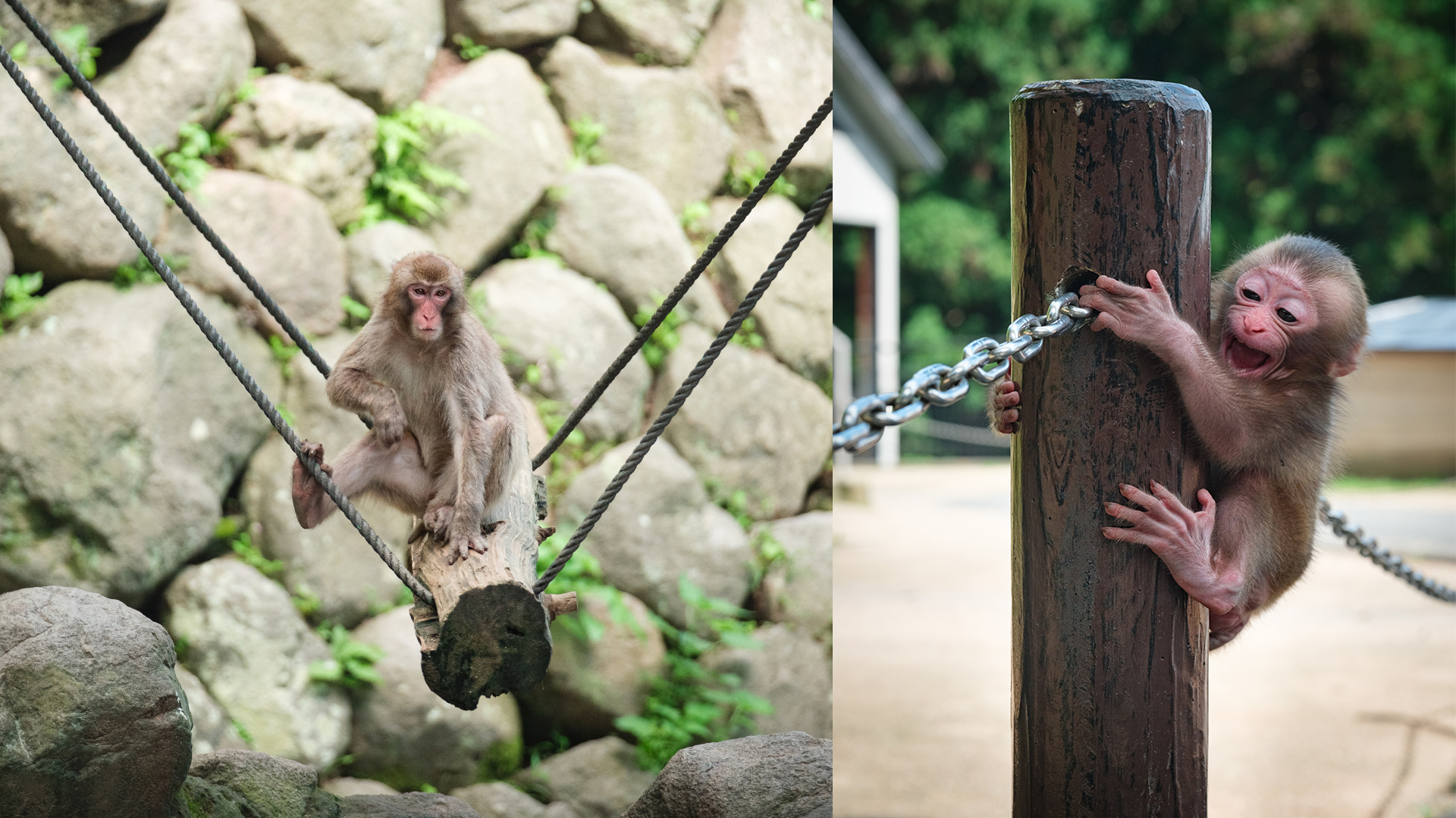 Monkeys at Takasakiyama Natural Zoological Garden