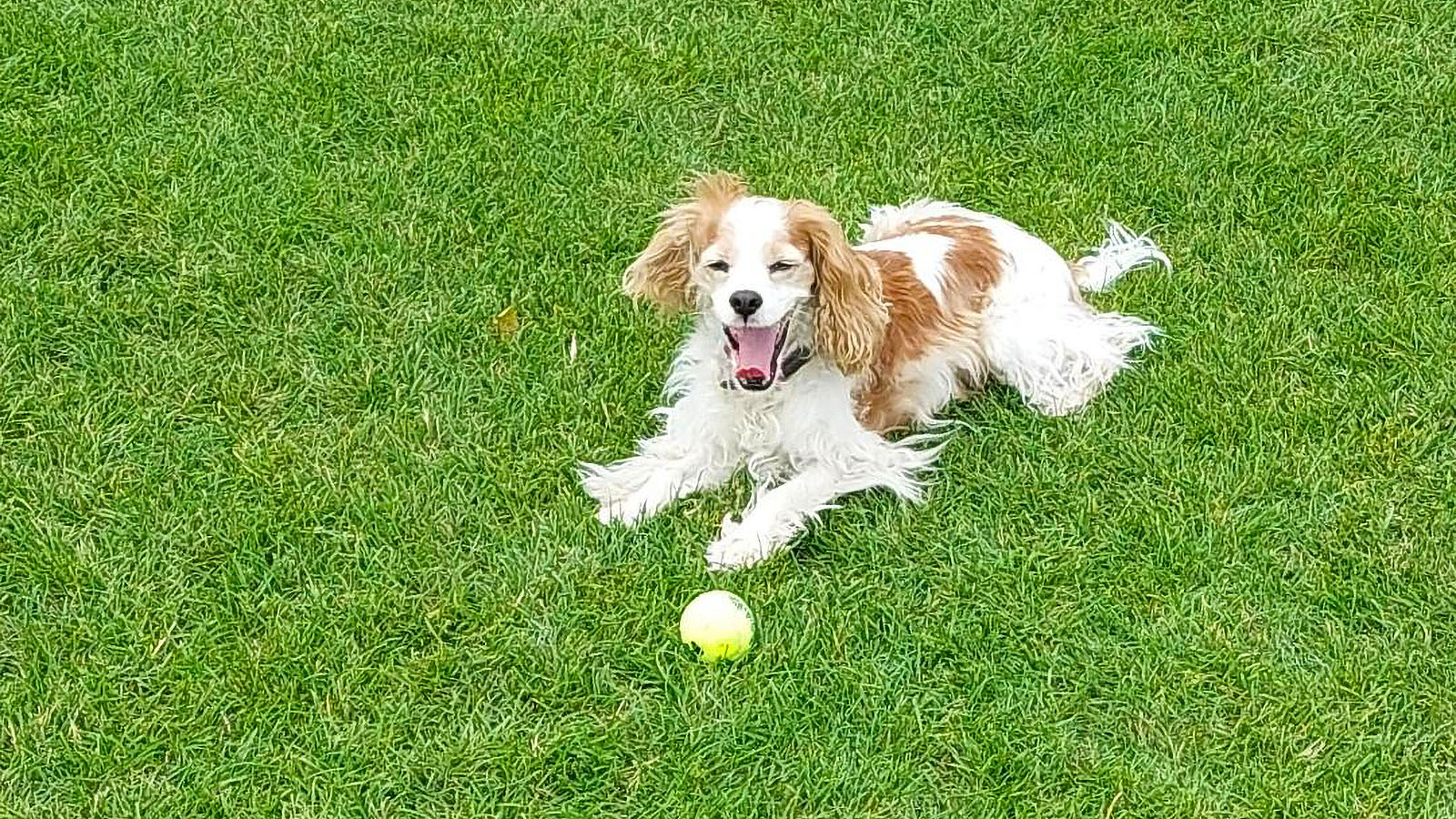 TrustedHousesitters dog on lawn