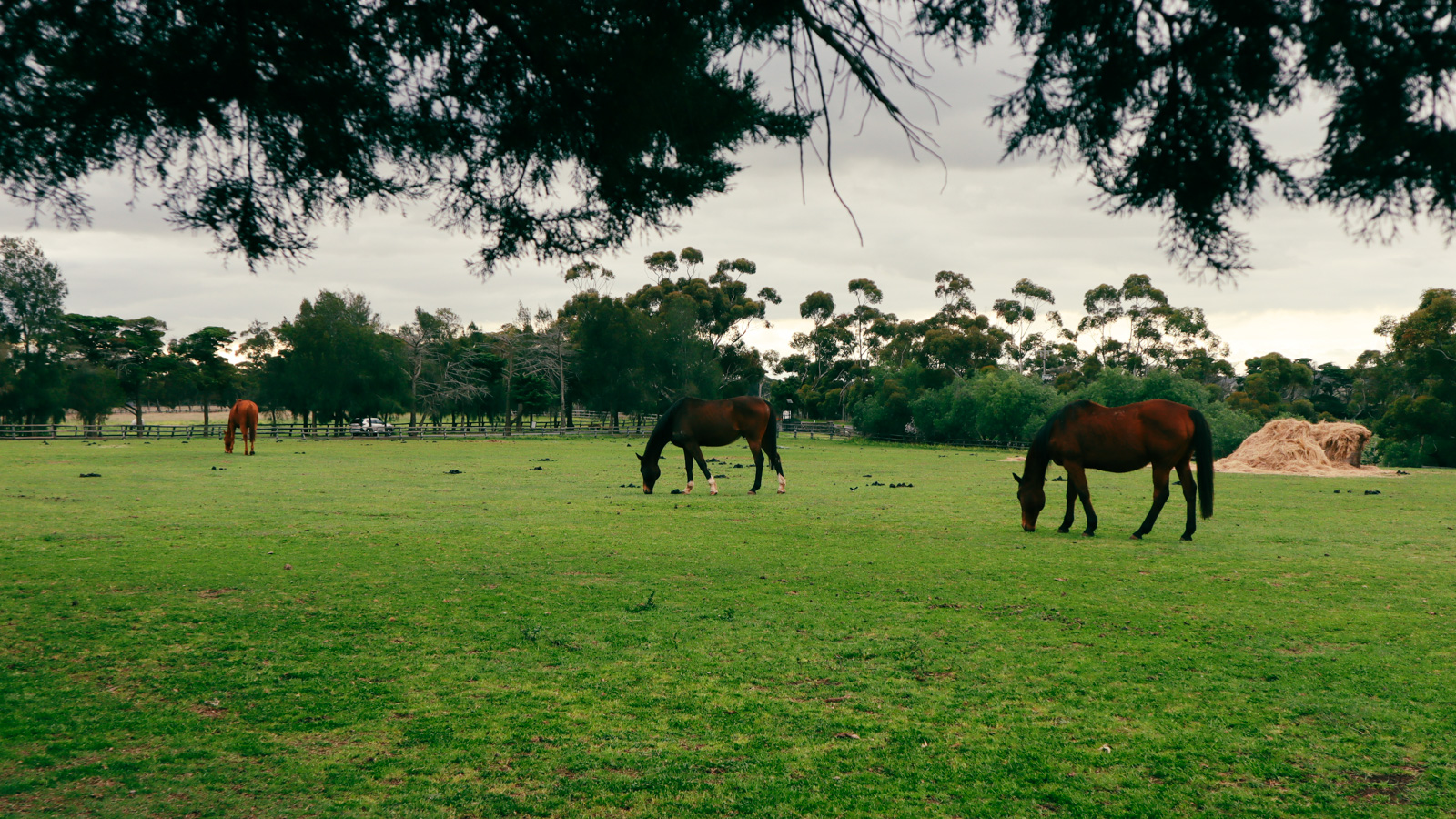 Horses at Arundel Farm Estate