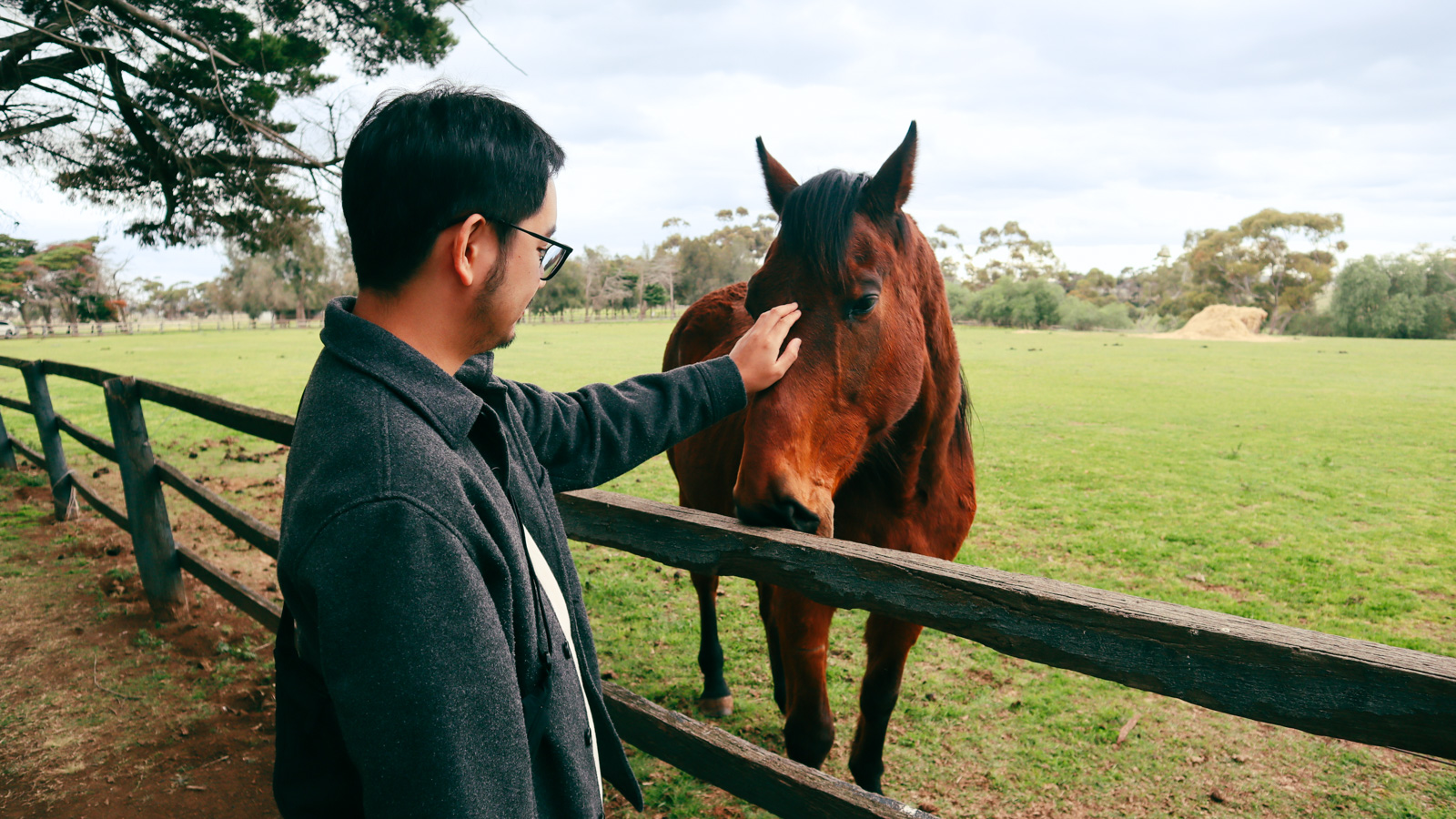 Petting horse at Arundel Farm Estate