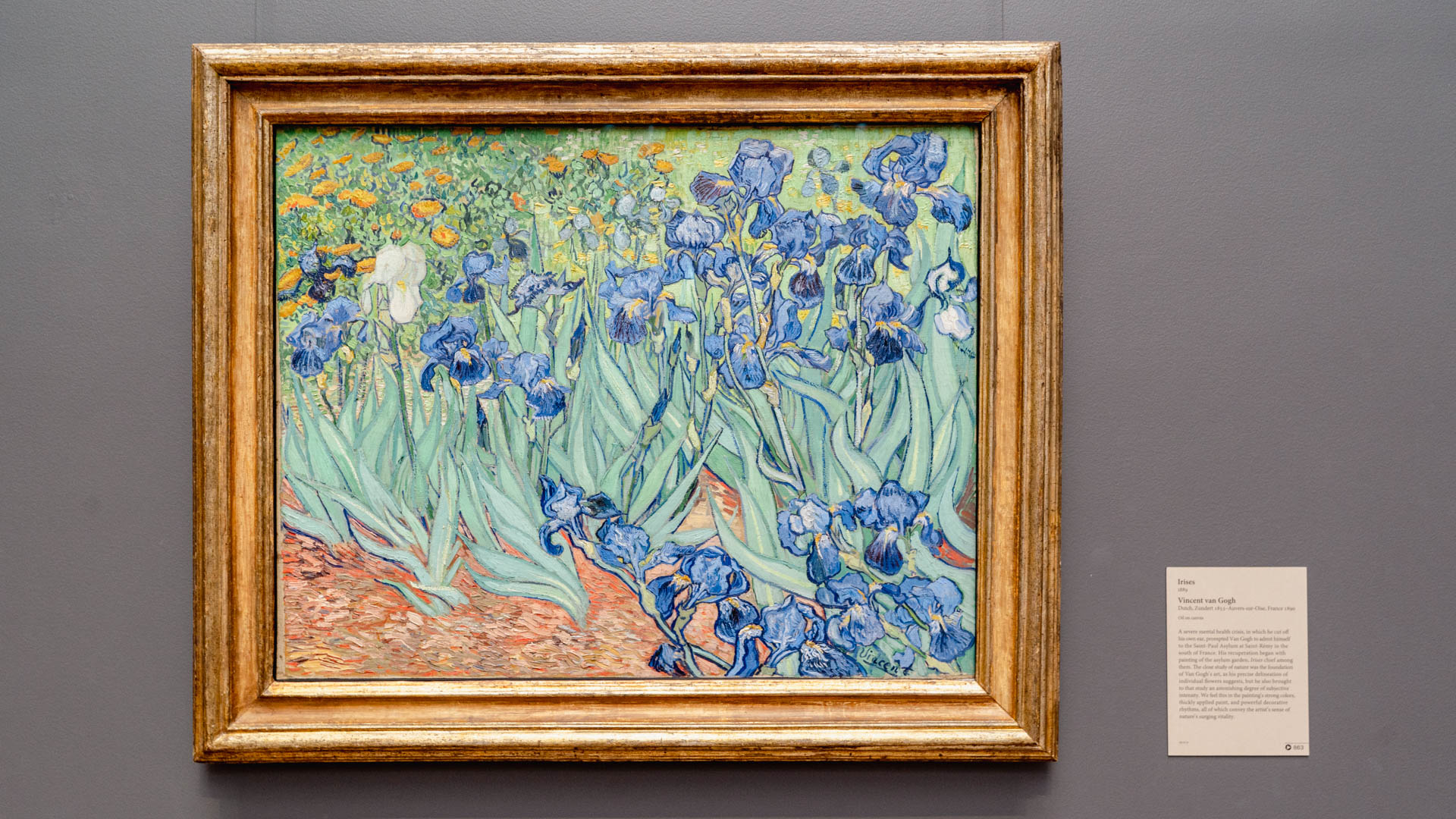 Vincent Van Gogh Irises