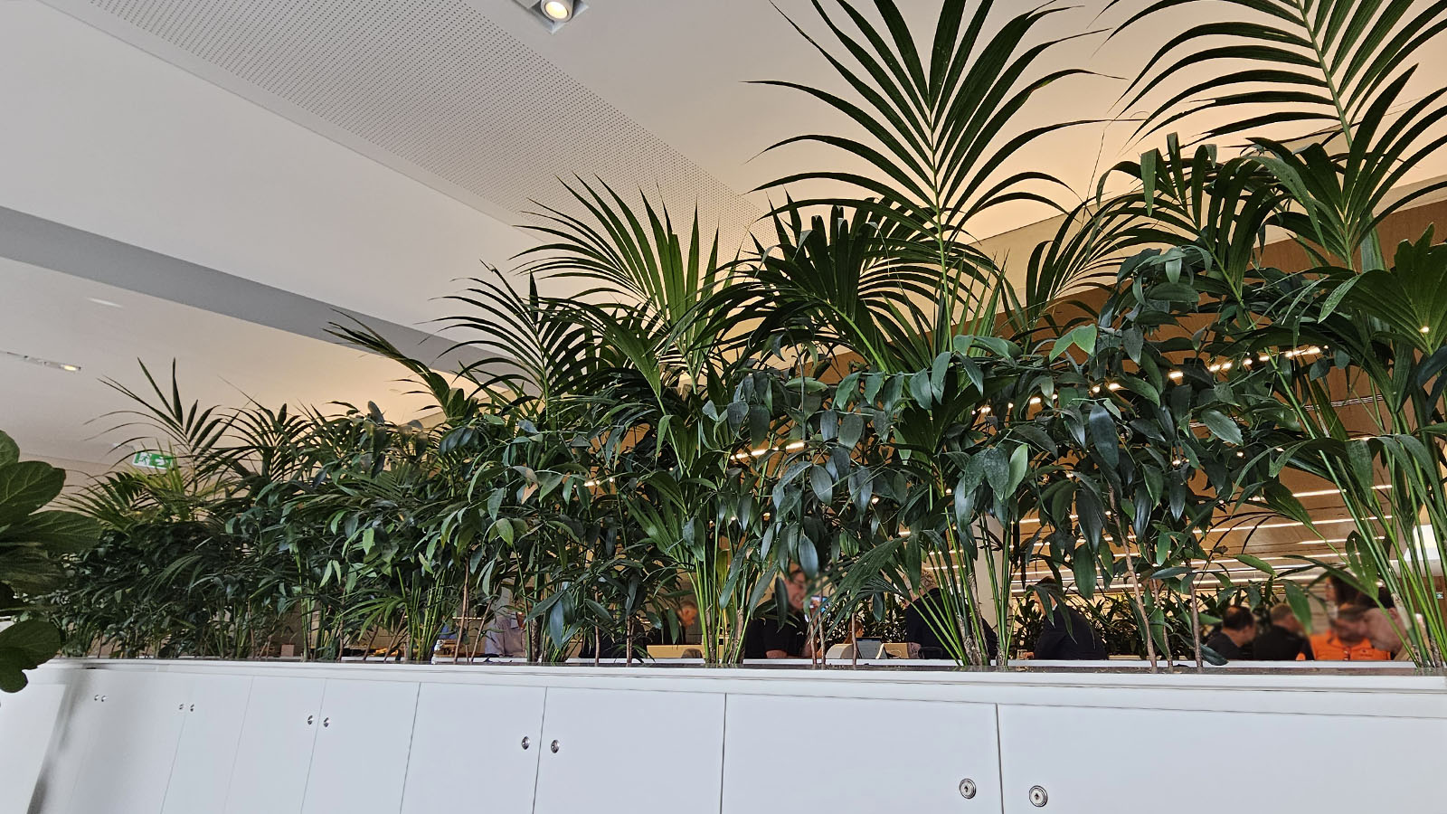 Privacy plants at the Qantas Club, Adelaide