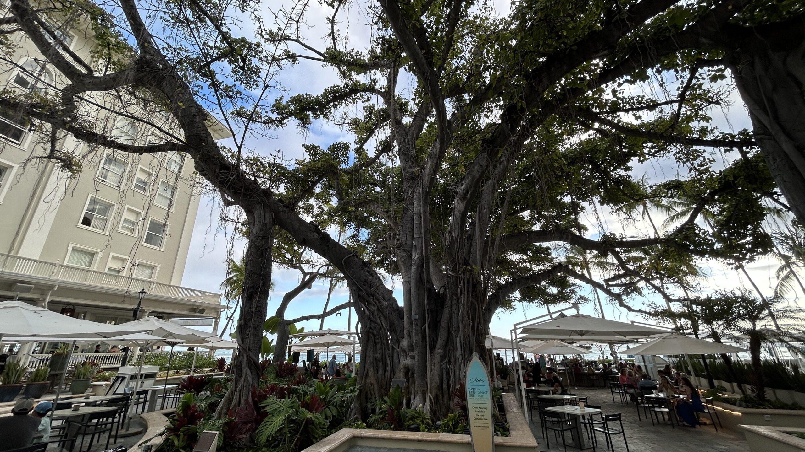 Moana Surfrider Banyon Tree Point Hacks by Daniel Sciberras