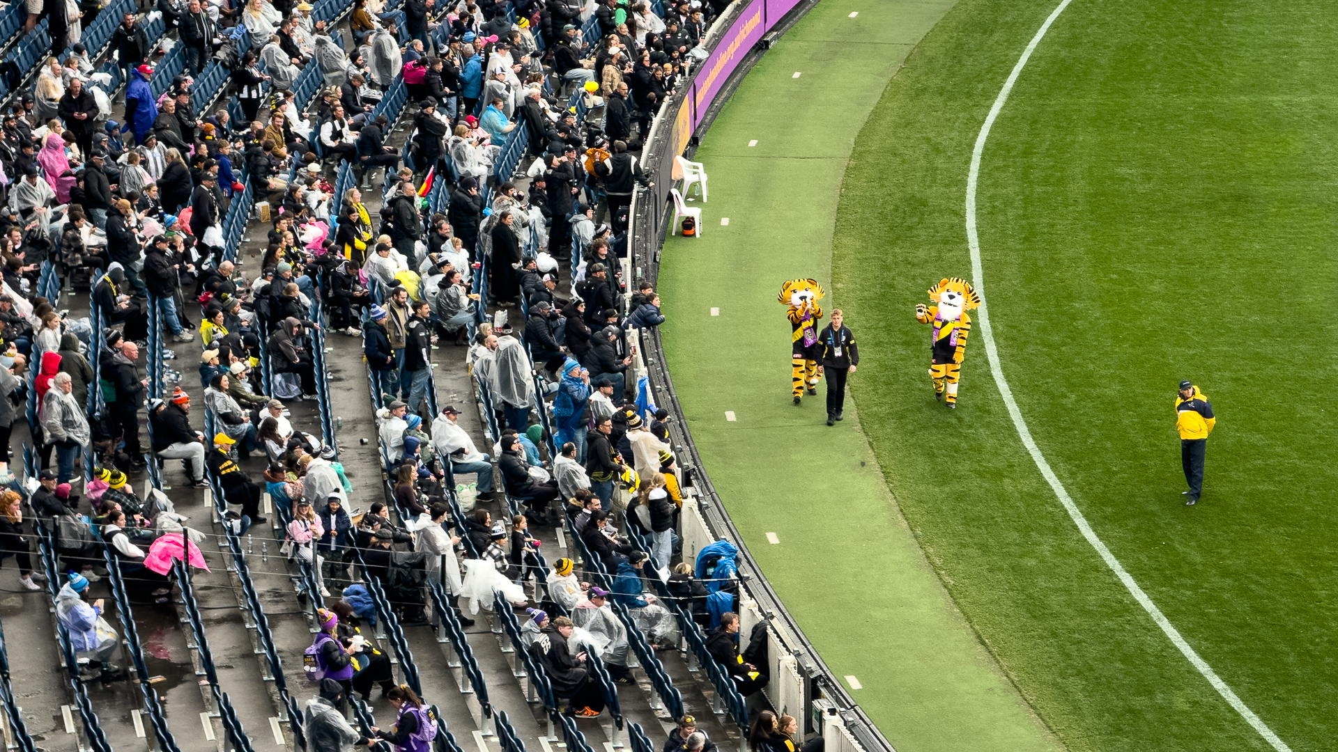High angle of the Richmond Tigers mascots walking on the MCG grounds.