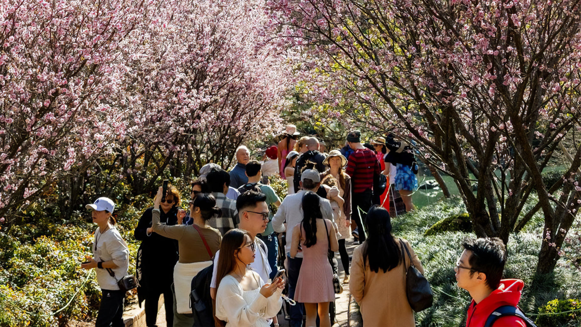 Visitors walking under cherry blossom trees at Auburn Botanic Gardens