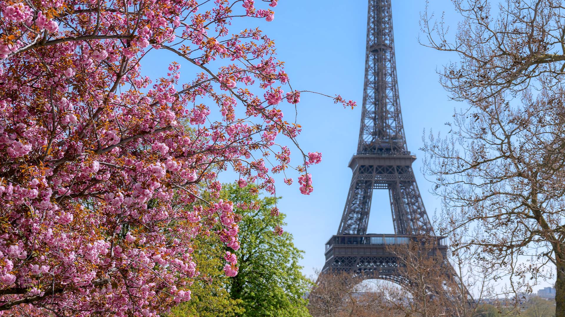 Cherry blossoms near the Eiffel Tower in Paris during spring