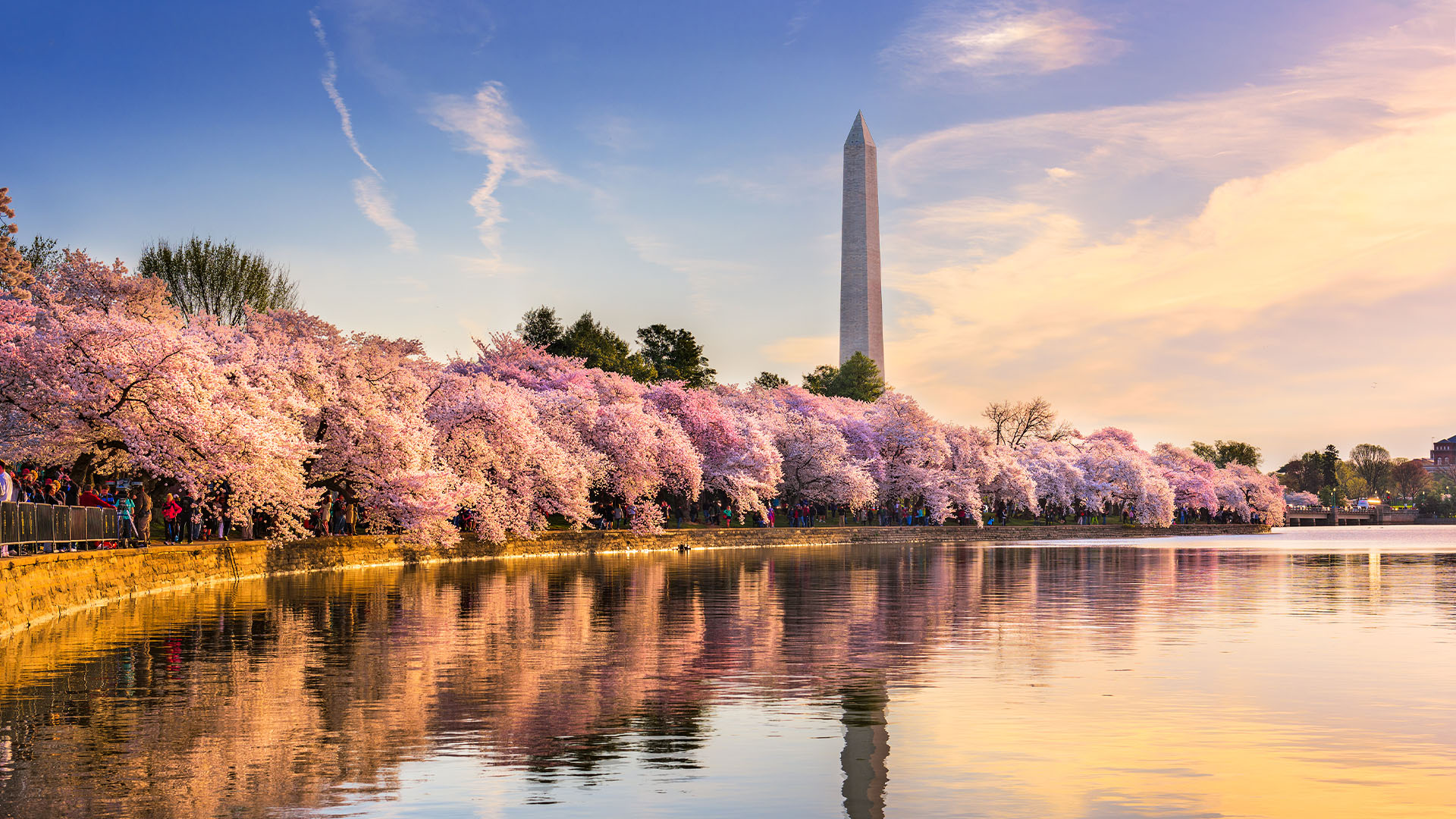 Cherry blossoms along the Tidal Basin with the Washington Monument in Washington DC
