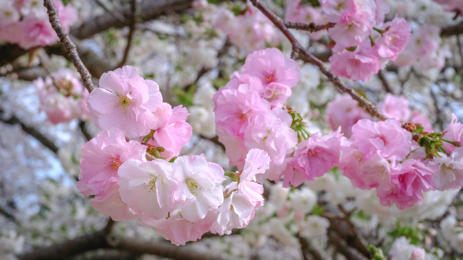 Close-up of pink and white cherry blossoms in bloom