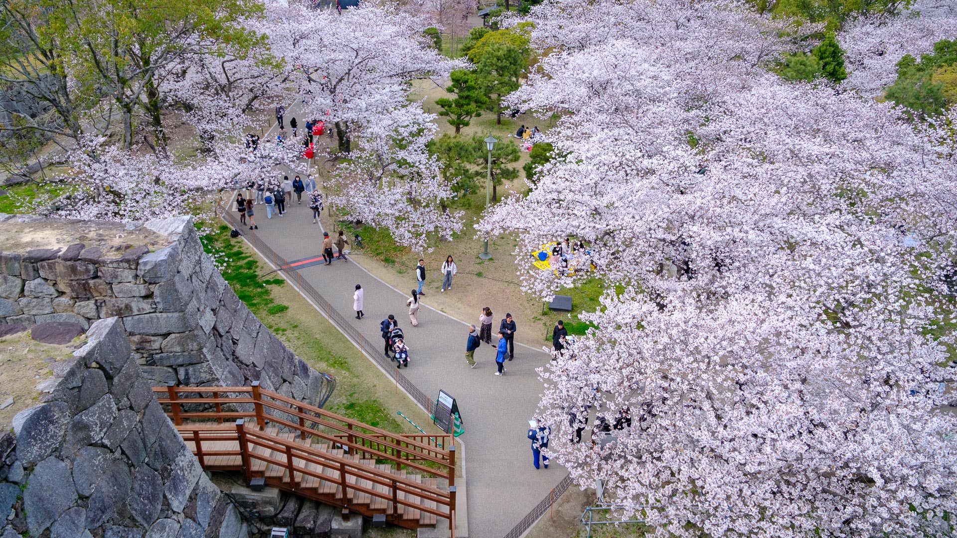 Aerial view of cherry blossom trees and visitors at Maizuru Park in Fukuoka