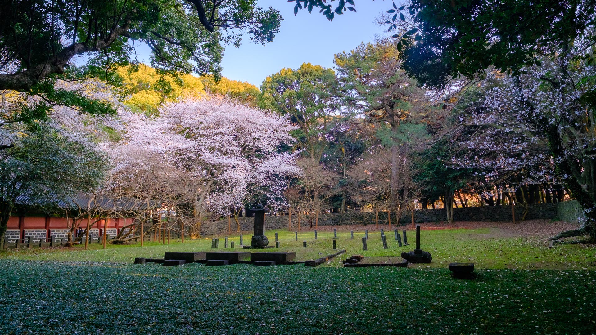 Cherry blossom trees in bloom in a traditional garden setting in South Korea