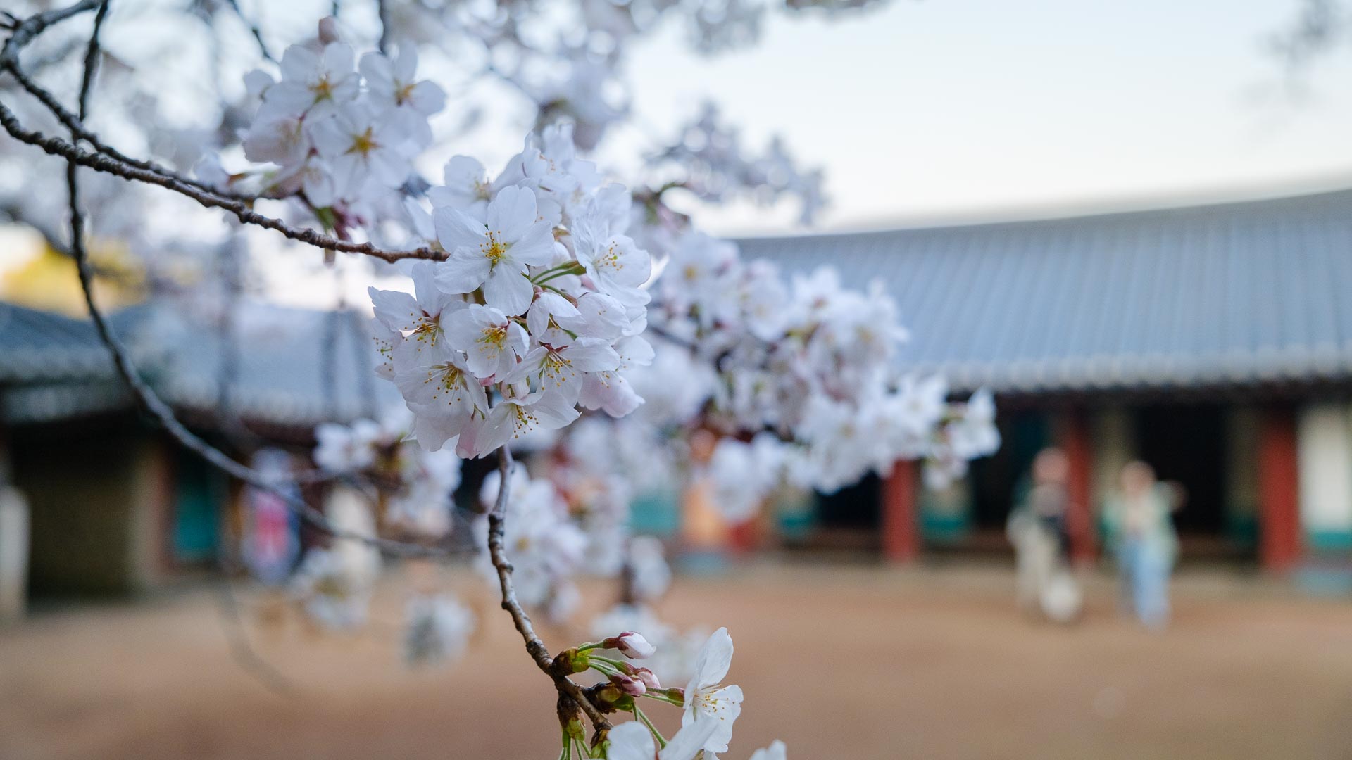 Close-up of white cherry blossoms with a traditional building in the background in South Korea