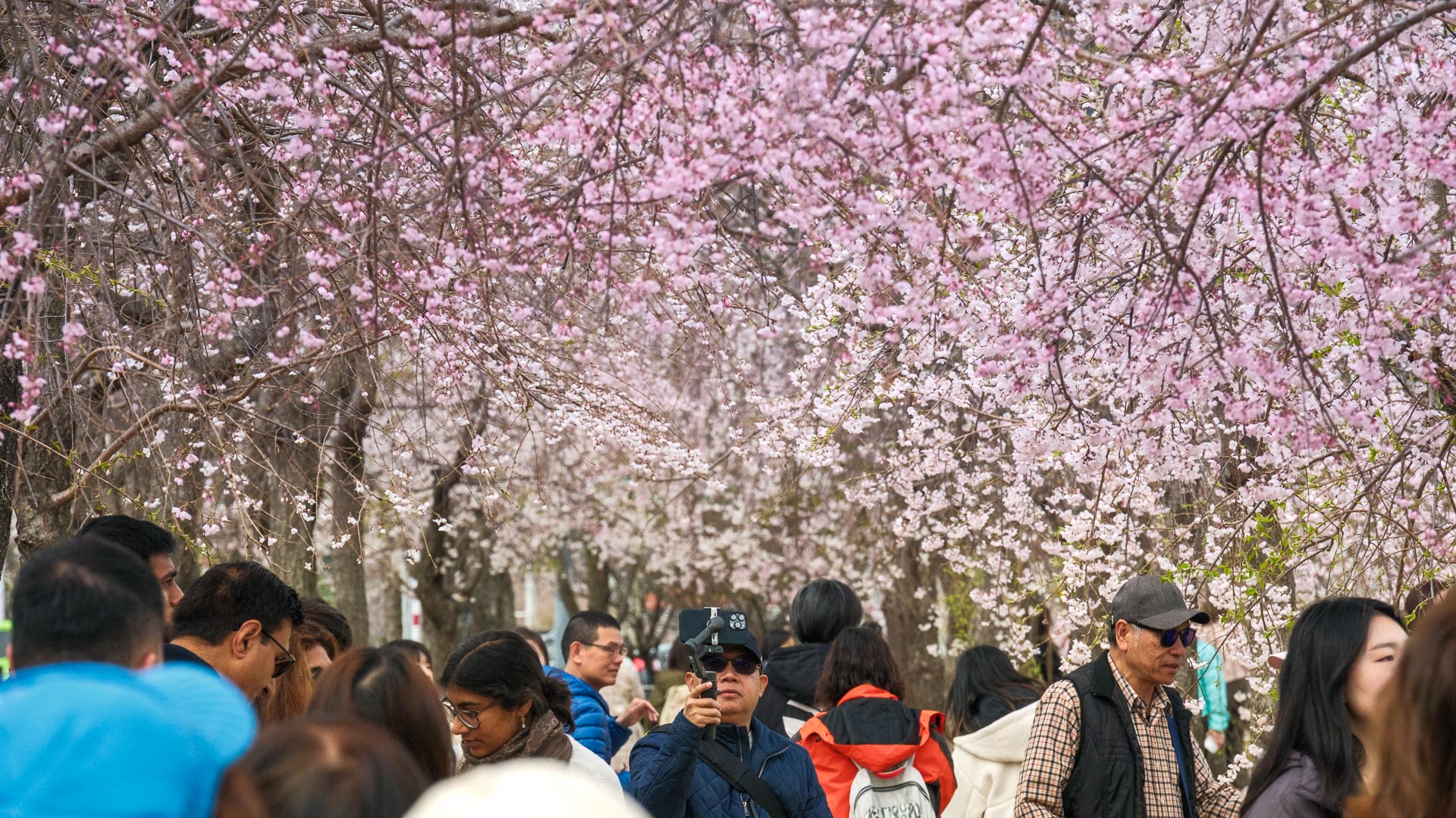 Visitors walk beneath dense cherry blossom canopies during early bloom, capturing the popularity of sakura season across South Korea.