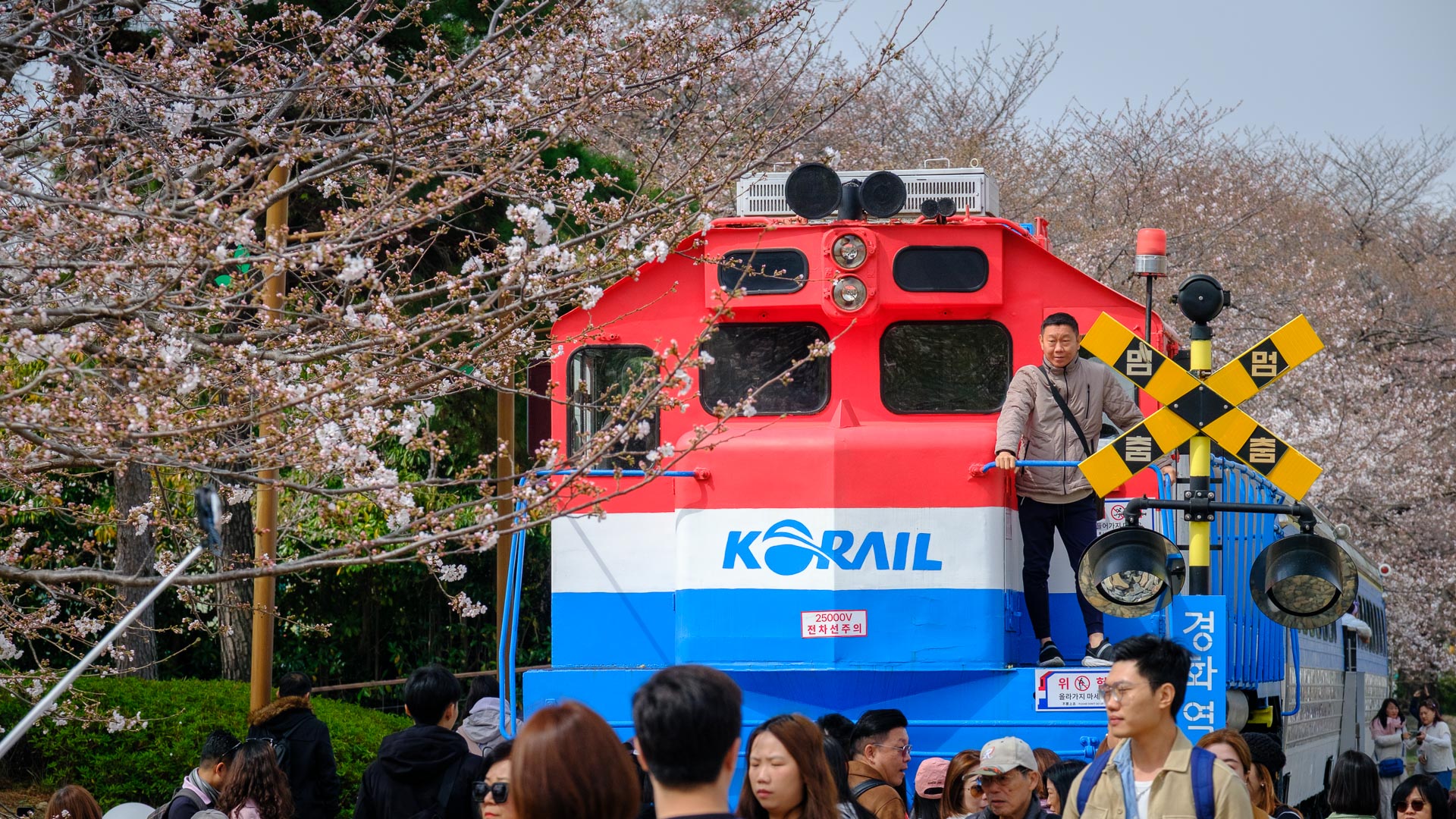 Red train display surrounded by cherry blossoms and visitors in South Korea