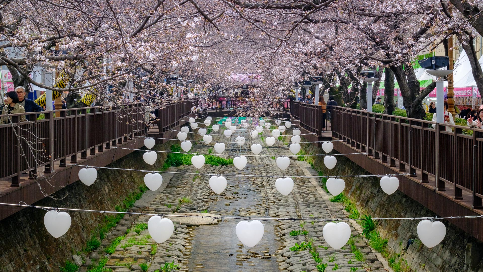 Cherry blossom-lined walkway with decorative lights over a stream in South Korea