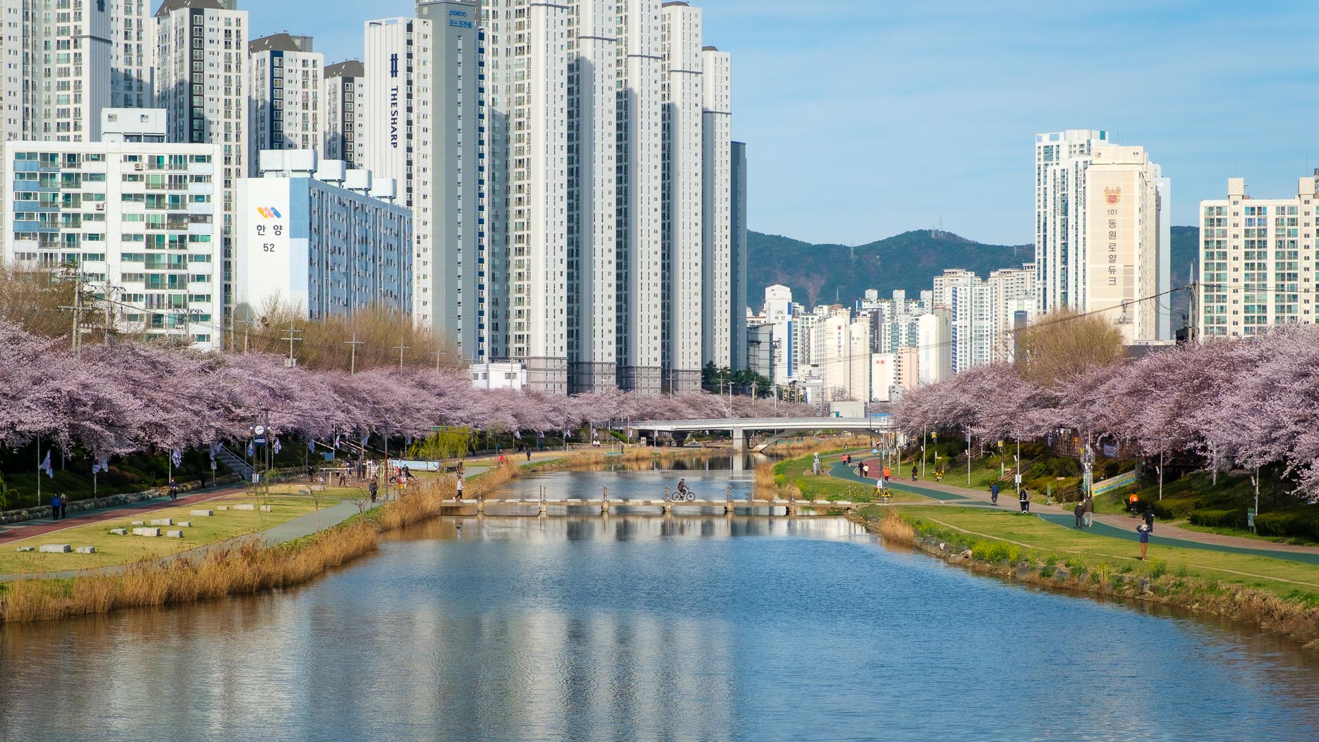 Cherry blossoms lining a river with city skyline in the background in South Korea