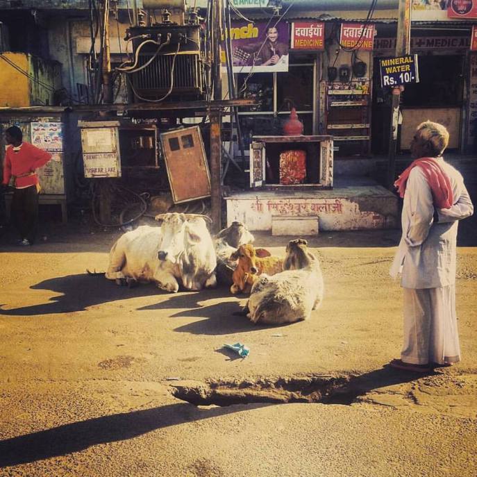 India Cows | Point Hacks